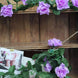 6ft | Lavender Lilac Artificial Silk Rose Garland UV Protected Flower Chain