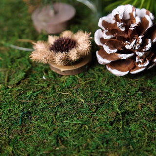 Natural Realistic Moss Sheet for Vibrant Green Wall Decor Natural Realistic Moss Sheet for Vibrant Green Wall Decor