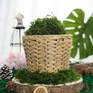 Vibrant Green Preserved Reindeer Moss Grass for DIY Craft Decoration