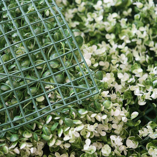 Create a Stunning White Tip Green Boxwood Hedge Wall Create a Stunning White Tip Green Boxwood Hedge Wall