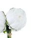 5 Flower Head White Peony Bouquet | Artificial Silk Peonies Spray#whtbkgd