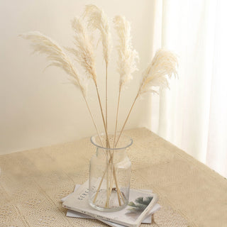 Add Elegance and Natural Charm with 6 Stems of Off White Dried Pampas Grass