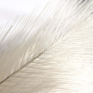 Delicate white feather showcasing fine details and textures.