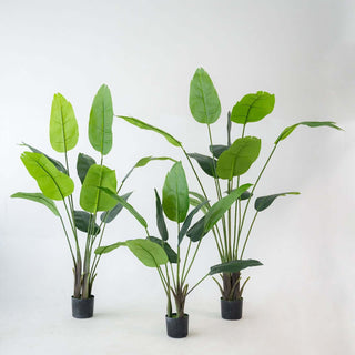 Bringing the Beauty of Nature to Your Home or Office Space Bringing the Beauty of Nature to Your Home or Office Space