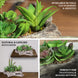 7inches Long Artificial Log Planter & 5 Perle Von Nurnberg Succulent Plants