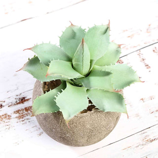 Add a Touch of Green to Your Space with Ceramic Planter Pots Add a Touch of Green to Your Space with Ceramic Planter Pots