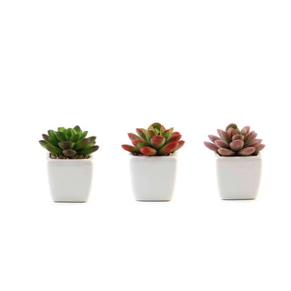 Bring Nature Indoors with Artificial Echeveria Elegans Plants Bring Nature Indoors with Artificial Echeveria Elegans Plants