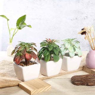 Stylish and Versatile 3 Pack | 5" Ceramic Planter Pot and Artificial Elegans Succulent Plants