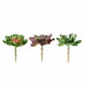 3 Pack | 6inches Artificial PVC Wavy Kalanchoe Decorative Succulent Plants#whtbkgd