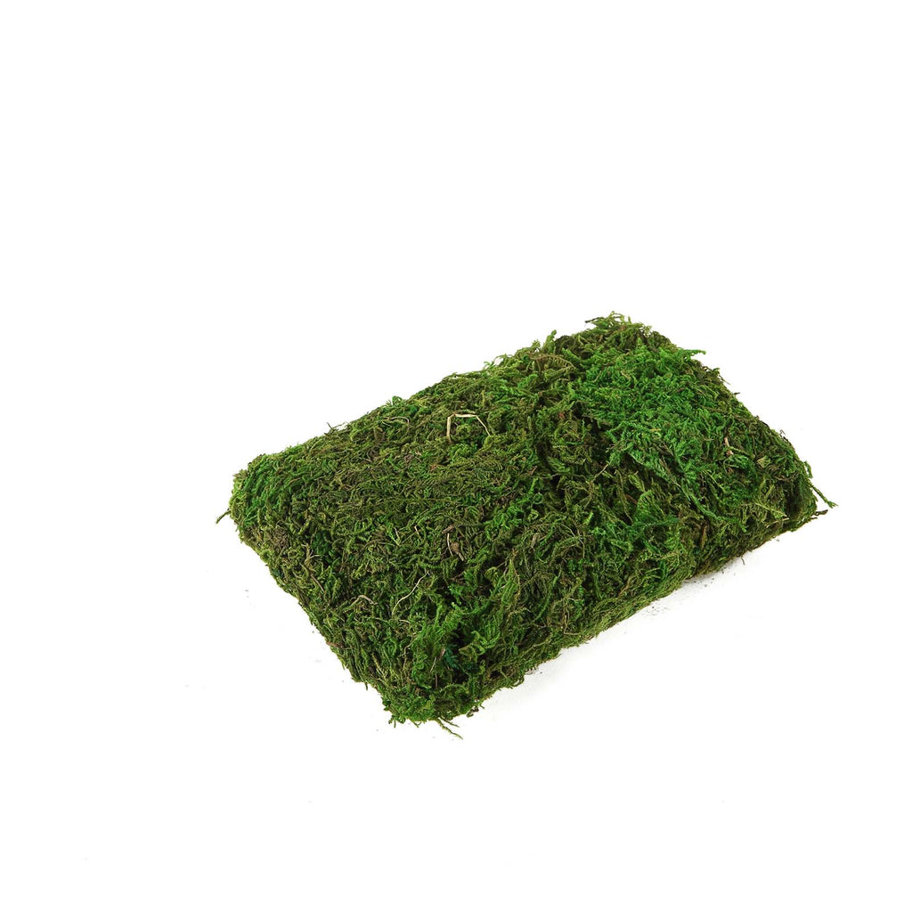 GREEN 50g Natural Moss Grass Gift Box Vase Fillers Wedding Event Party  Crafts