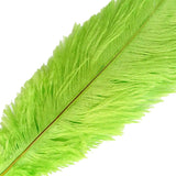 12 Pack | 13inch - 15inch Green Natural Plume Real Ostrich Feathers#whtbkgd