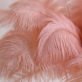 Pink decorative feathers in soft, flowing arrangement.