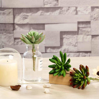 New Arrivals: Four Reasons Why Our Succulents Are a Must-Have
