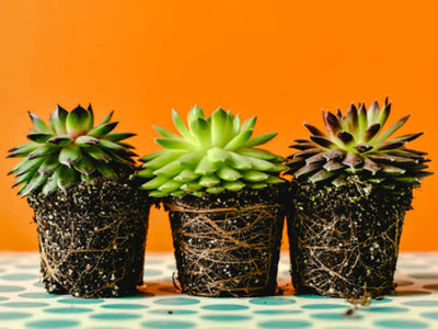 Three small succulents in black pots on an orange background