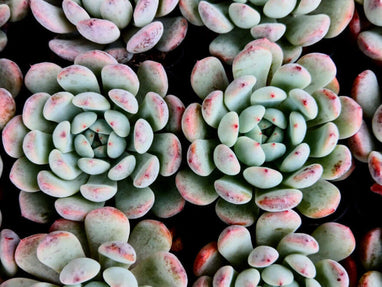 How Do You Get Pink Succulents?