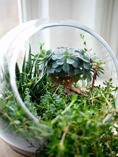Succulent terrarium in a glass bowl
