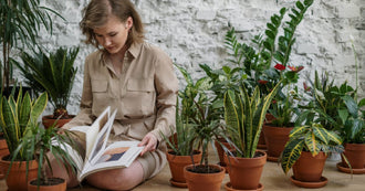 The Perfect Housemates: Top 5 Indoor Plant Picks For Summer