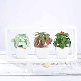 3 Pack | 5inches Ceramic Planter Pot & Artificial Elegans Succulent Plants