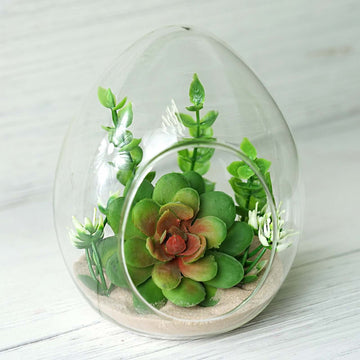 6-Pack Glass Terrarium Self-Standing Egg Shaped Design - Modern Planter for Air Plants & Displays 5"