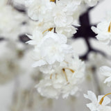 Close-up of delicate white cherry blossoms with soft bokeh background