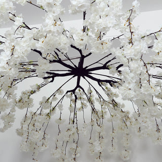 White cherry blossom tree with cascading flowers on dark branches, viewed from below