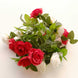 2 Pack 7ft Red Ivory Artificial Silk Flower Garland Rose Vines 26 Flower Heads#whtbkgd