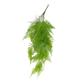 Hanging green fern plant with cascading fronds on white background#whtbkgd