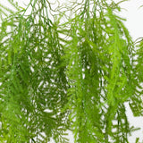 Hanging green fern-like foliage plant on white background