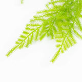 Bright green fern fronds on a white background