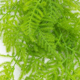 Bright green asparagus fern leaves on a white background