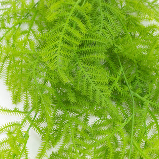 Bright green asparagus fern leaves on a white background
