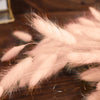 50 Pack | 15inch Blush Rose Gold Rabbit Tail Dried Pampas Grass Stem Bouquets#whtbkgd