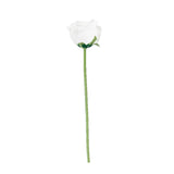 White rose on a green stem against a plain white background #whtbkgd