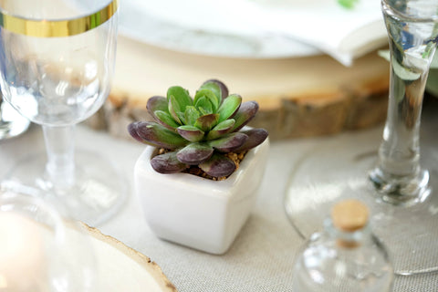 Small succulent in white square pot