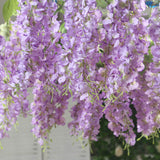 6 Pack Purple Silk Wisteria Vines Hanging Plants, Long Artificial Flowers Bushes