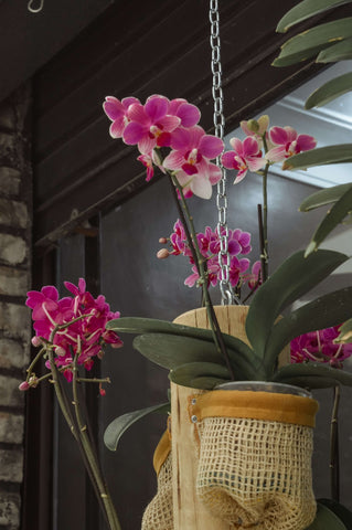 Pink orchids hanging from a branch