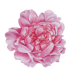 10 Pack Pink Peony Flower Disposable Table Mats, 14" Cardboard Paper Floral Placemats - 400GSM#whtbkgd