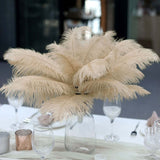 12 Pack | 13-15inch Beige Natural Plume Real Ostrich Feathers, DIY Centerpiece Fillers