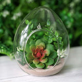 6 Pack | 5inch Air Plant Glass Egg Shaped Terrarium Self Standing Planter