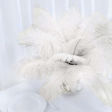 12 Pack | 13-15inch Ivory Natural Plume Real Ostrich Feathers, DIY Centerpiece Fillers