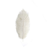 12 Pack | 13-15inch Ivory Natural Plume Real Ostrich Feathers, DIY Centerpiece Fillers