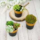 3 Pack | 3inch Black Gold Rimmed Small Flower Plant Pots, Indoor Decorative Planters