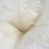 12 Pack | 13-15inch Ivory Natural Plume Real Ostrich Feathers, DIY Centerpiece Fillers