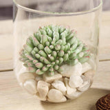 3 Pack | 4inches Artificial PVC Mini Jelly Bean Decorative Succulent Plants