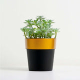 3 Pack | 3inch Black Gold Rimmed Small Flower Plant Pots, Indoor Decorative Planters