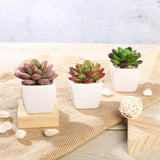 3 Pack | 3inches Ceramic Planter Pot & Artificial Echeveria Elegans Plants