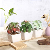 3 Pack | 5inches Ceramic Planter Pot & Artificial Elegans Succulent Plants