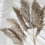 6 Stems | 32inch Natural Tint Dried Natural Pampas Grass Plant Sprays