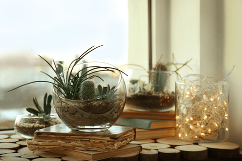 Glass terrariums with succulents and fairy lights on wood slices