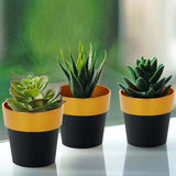 3 Pack | 3inch Black Gold Rimmed Small Flower Plant Pots, Indoor Decorative Planters